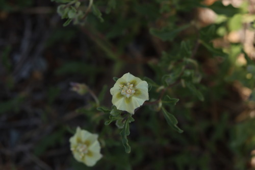 Edwards Plateau Five-Eyes