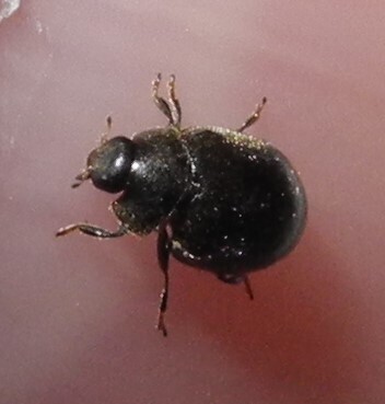 Scymnus nigrinus