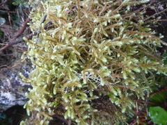 Antitrichia curtipendula