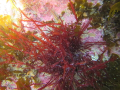 Vidalia colensoi
