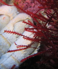 Vidalia colensoi