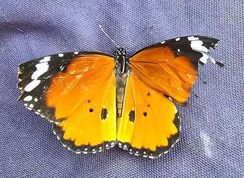African Plain Tiger