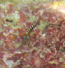 Notoclinops segmentatus