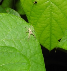 Neoctenus