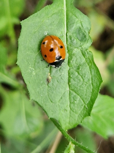 Seven-spotted Lady Beetle