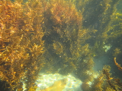 Carpophyllum plumosum