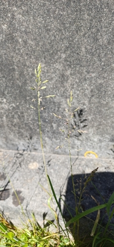 water beard grass