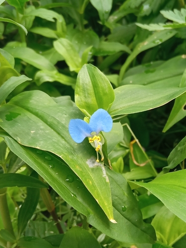 Asiatic dayflower