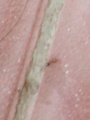 Solenopsis