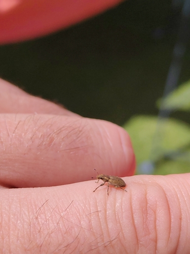Clover root weevil