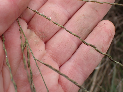 Diplachne fusca