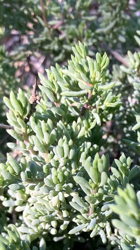 Coast Bonefruit