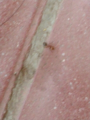 Solenopsis
