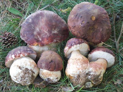 Pine Bolete