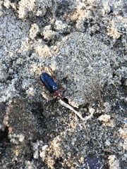 Phymatodes