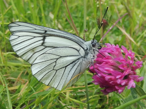 Black-veined White