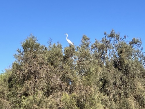 Great Egret