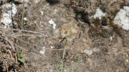Lomelosia stellata, photograph 4