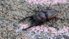 Prosopocoilus bison cinctus