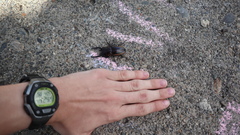 Prosopocoilus bison cinctus