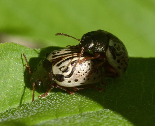 Dogwood Leaf Beetle