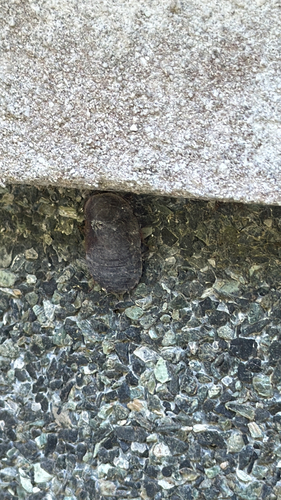 Amphibious Litter Cockroach