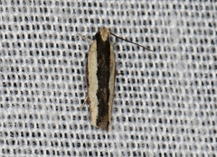 Ardozyga catarrhacta