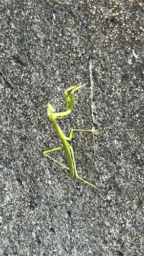 Chinese Mantis
