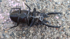 Prosopocoilus bison cinctus