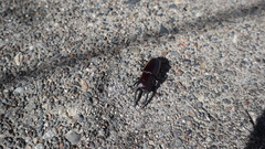 Prosopocoilus bison cinctus