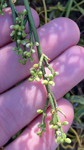 Cassytha racemosa racemosa