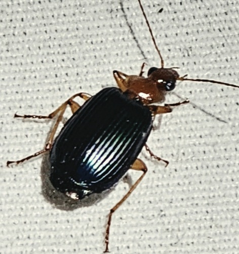 Large Foliage Ground Beetle