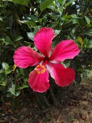 Hibiscus