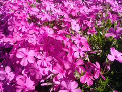Phlox