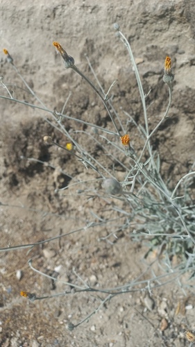 Andryala ragusina, photograph 6