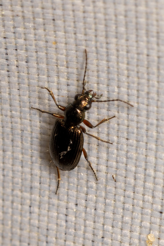 Bembidion lampros