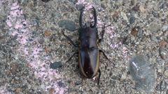 Prosopocoilus bison cinctus