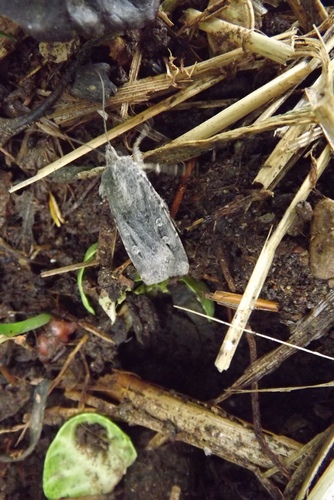 Bogong Moth