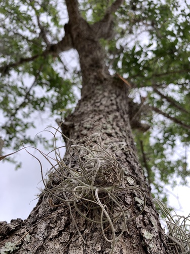 Tillandsia recurvata image