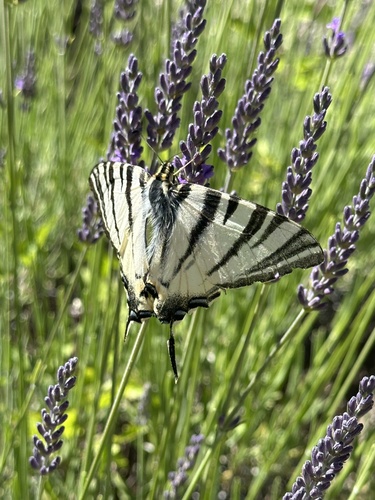 Scarce Swallowtail