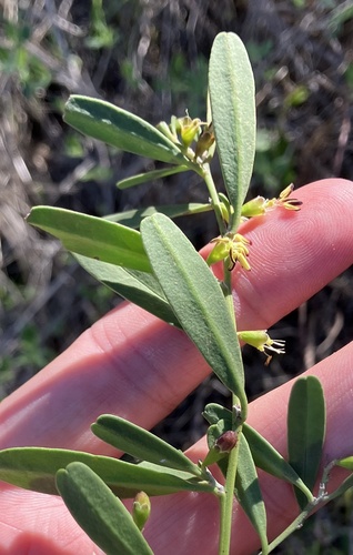 Stylobasium spathulatum