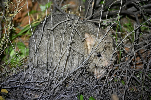 Bettongia lesueur, 2026-06-12