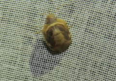 Homaemus