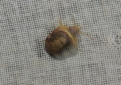 Homaemus