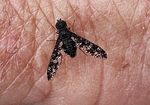 Spotted Bee Fly