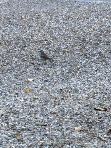 Chipping Sparrow