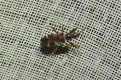 Pseudopamera luniger