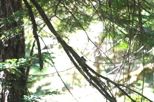 Junco hyemalis