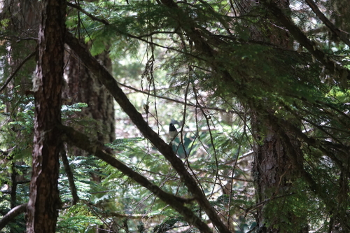 Junco hyemalis