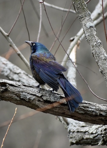 Common Grackle, photo 7 of 10